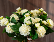 Cành hoa cúc trắng ngà – Decora