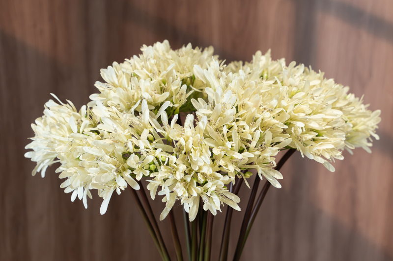 Hoa bỉ ngạn màu trắng ngà JM866407 – Decora