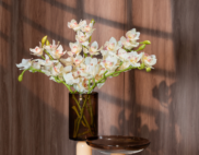 Hoa địa lan màu trắng – Decora