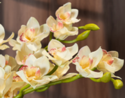 Hoa địa lan màu trắng – Decora