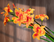 Hoa loa kèn màu vàng cam – Decora