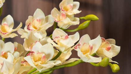 Hoa địa lan màu trắng – Decora