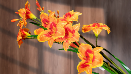 Hoa loa kèn màu vàng cam – Decora